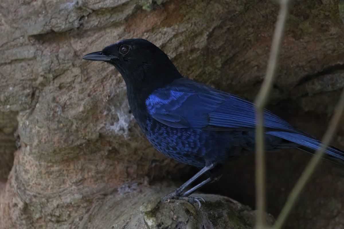 Малабарская синяя птица - ML564824851