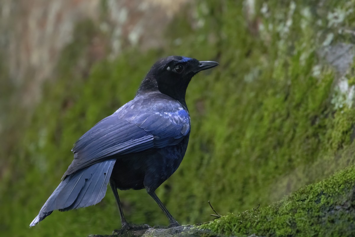 Малабарская синяя птица - ML564824861