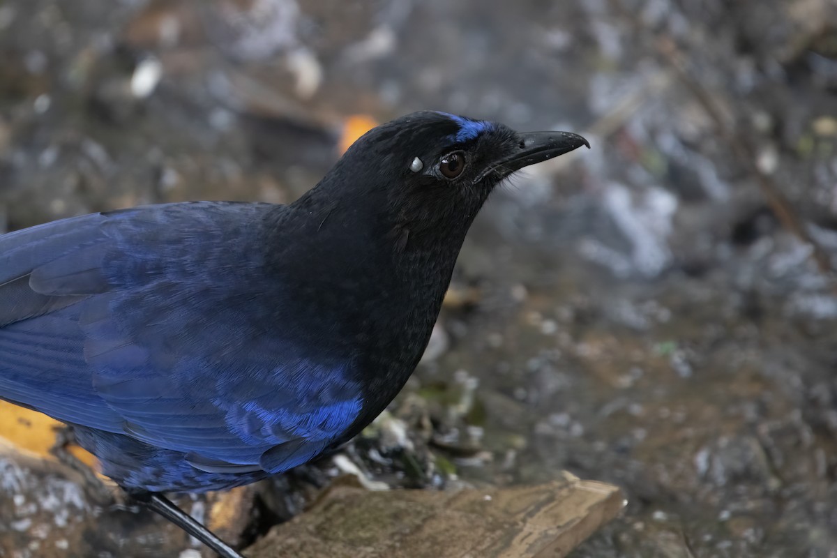 Малабарская синяя птица - ML564824871