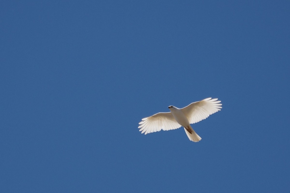 Gray Goshawk - Isaac Clarey