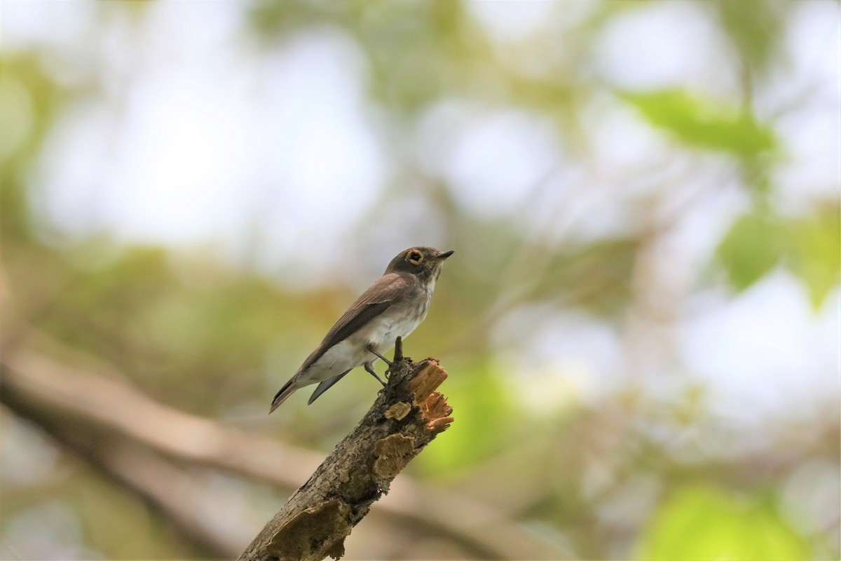 Dark-sided Flycatcher - ML564825321