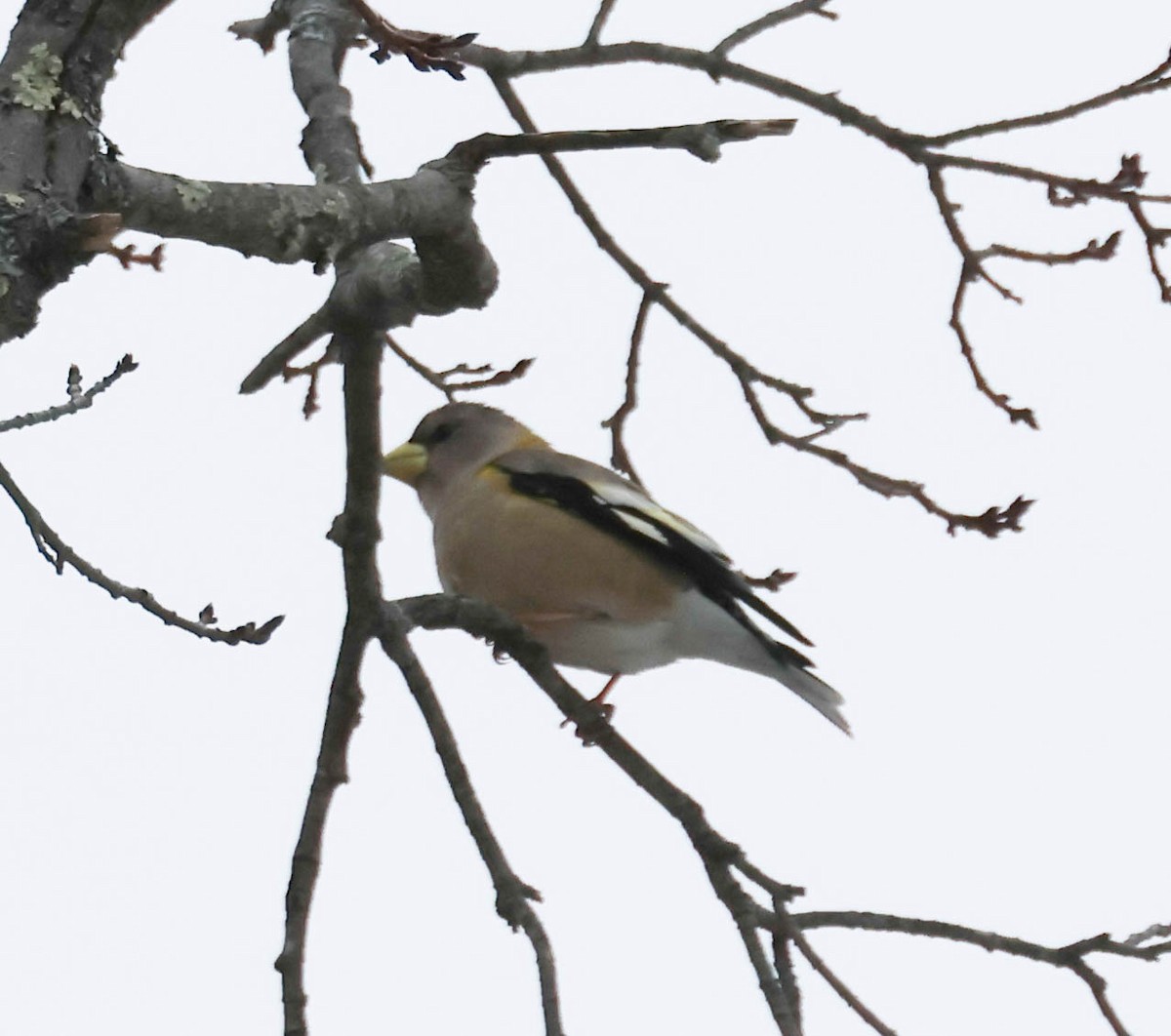 Evening Grosbeak - ML564826551