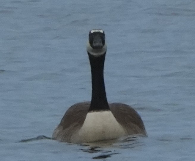 Canada Goose - ML564826571