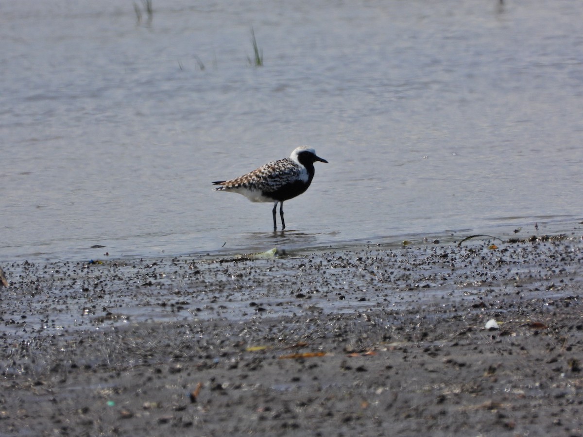 Black-bellied Plover - ML564827411