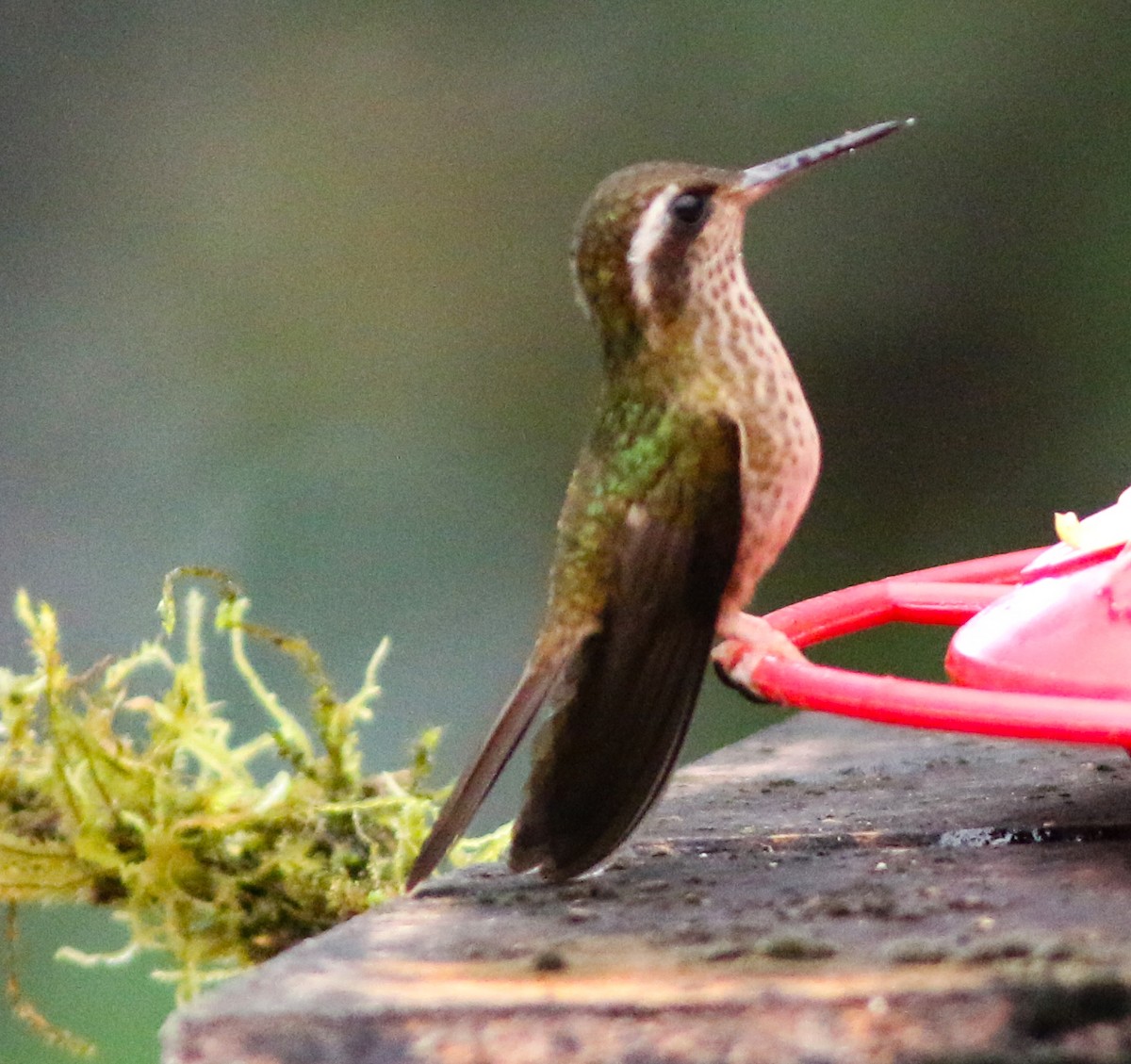 Speckled Hummingbird - Feliciano Lumini