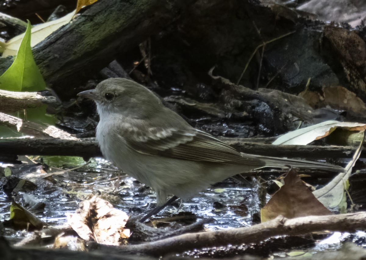 Caribbean Elaenia - ML564828461