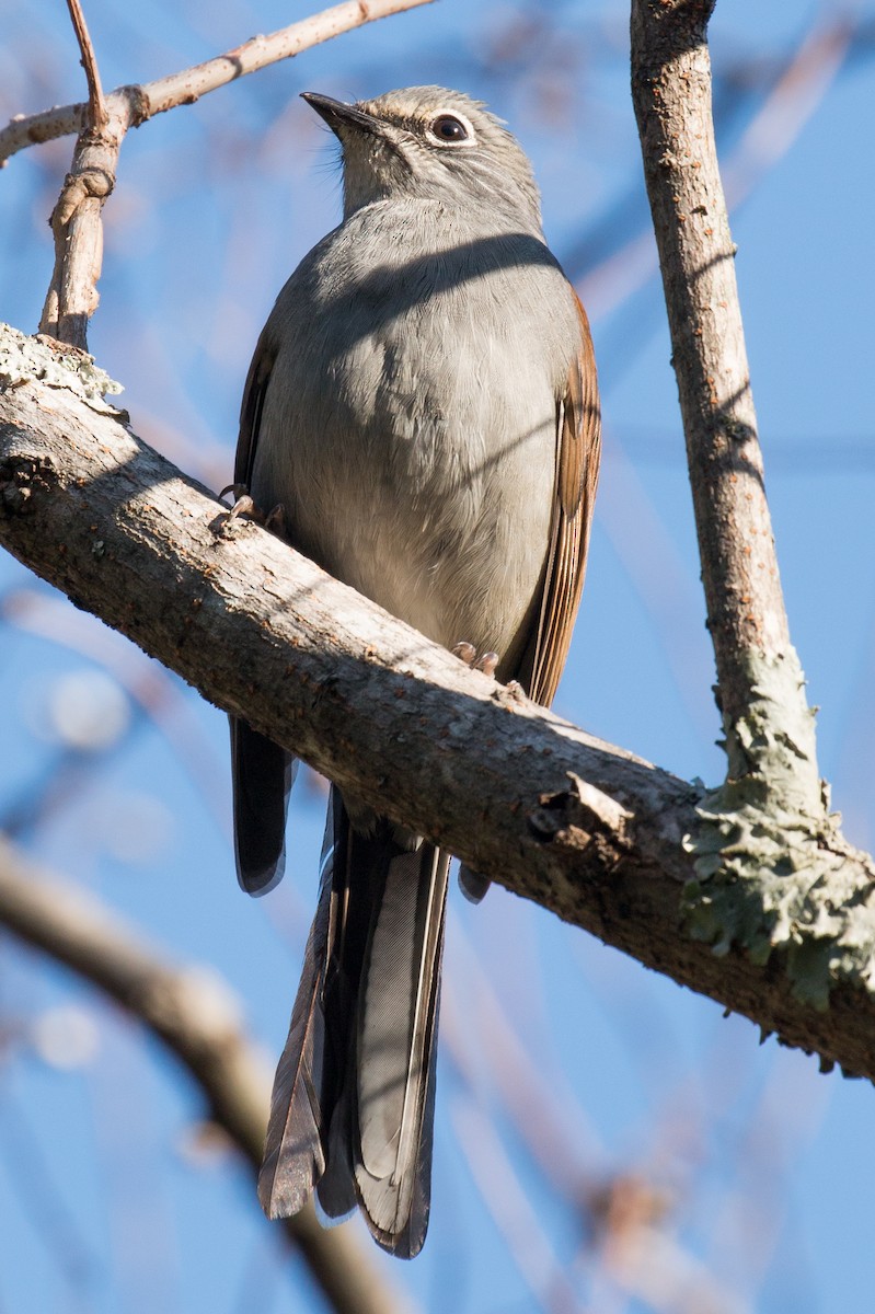 Brown-backed Solitaire - Patrick Van Thull