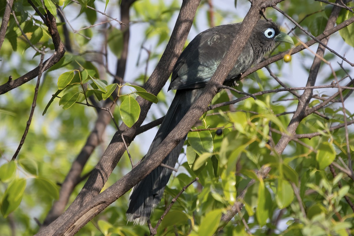 Blue-faced Malkoha - Ravi Jesudas