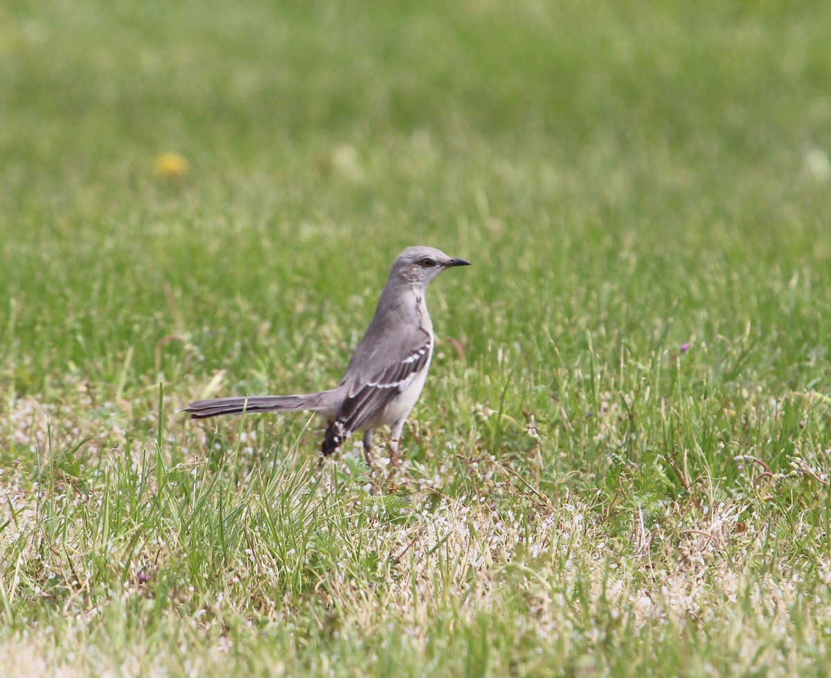 Northern Mockingbird - ML564829681