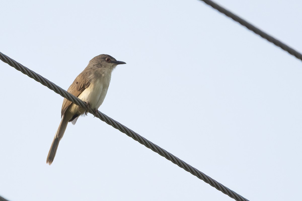 Jungle Prinia - ML564829791