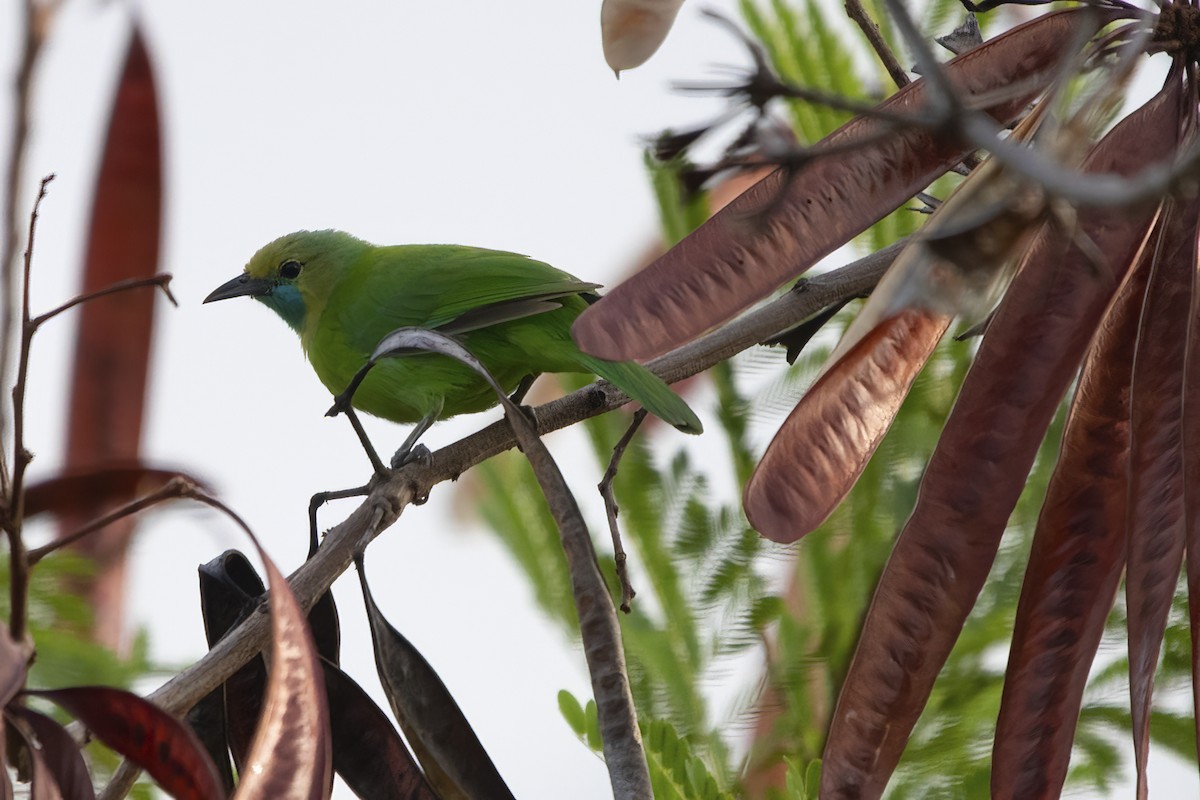 Golden-fronted Leafbird - ML564830121