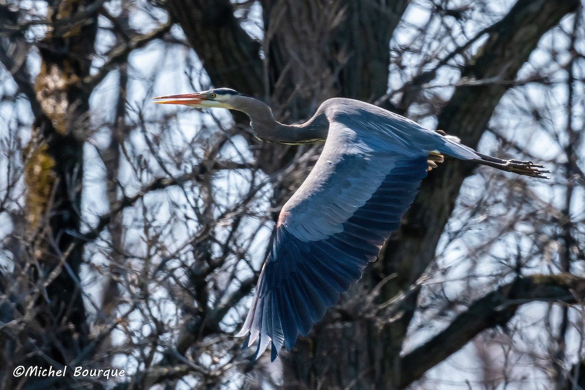 Great Blue Heron - ML564830411