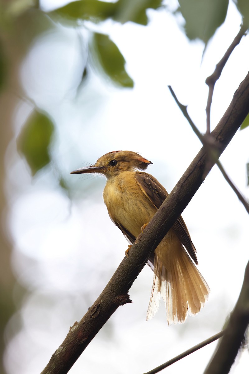 Tropical Royal Flycatcher (Pacific) - ML564830761