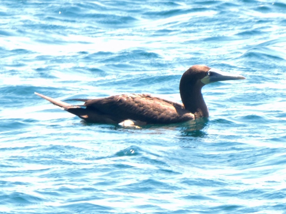 Brown Booby - Manuel Silva