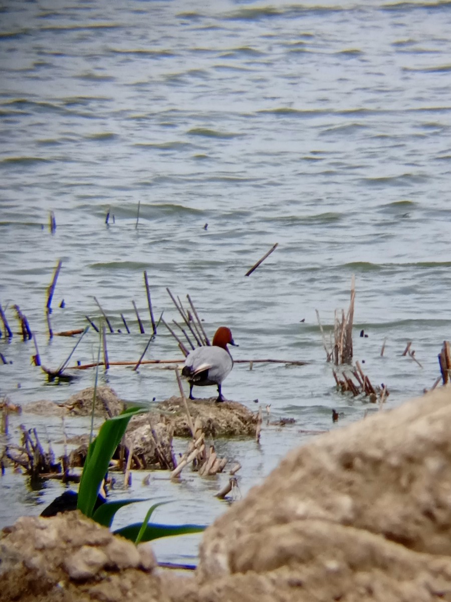 Common Pochard - ML564832321