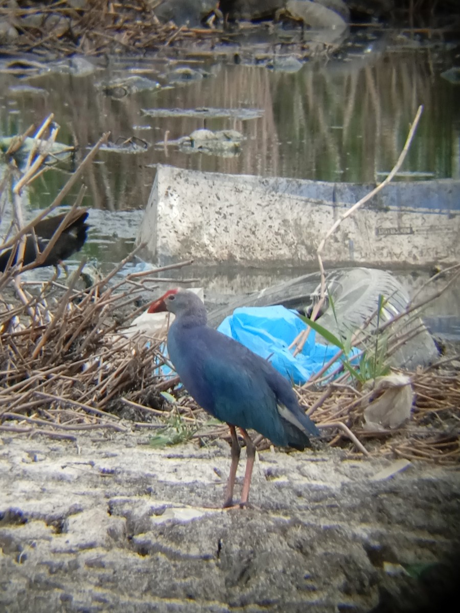 Gray-headed Swamphen - ML564832751