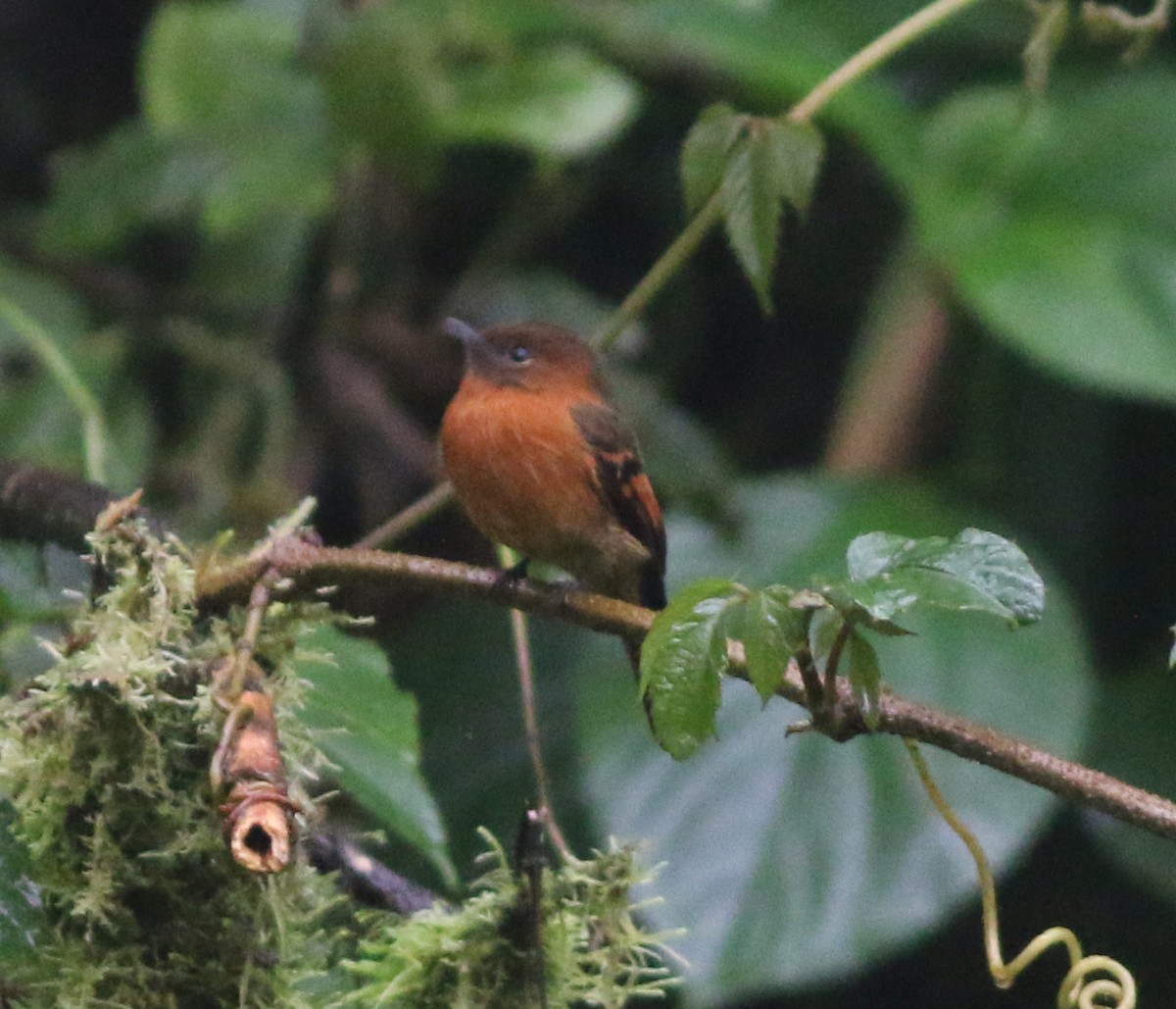 Cinnamon Flycatcher - ML564833001