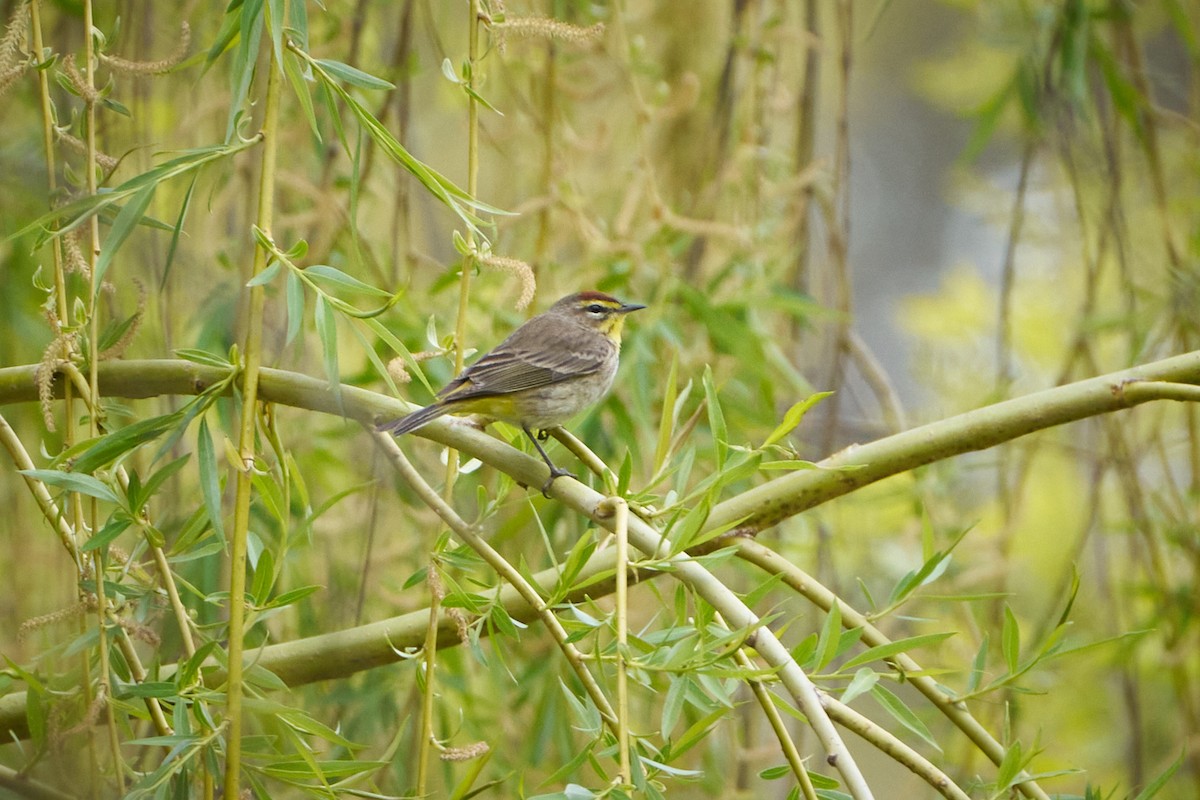 Paruline à couronne rousse - ML564834241