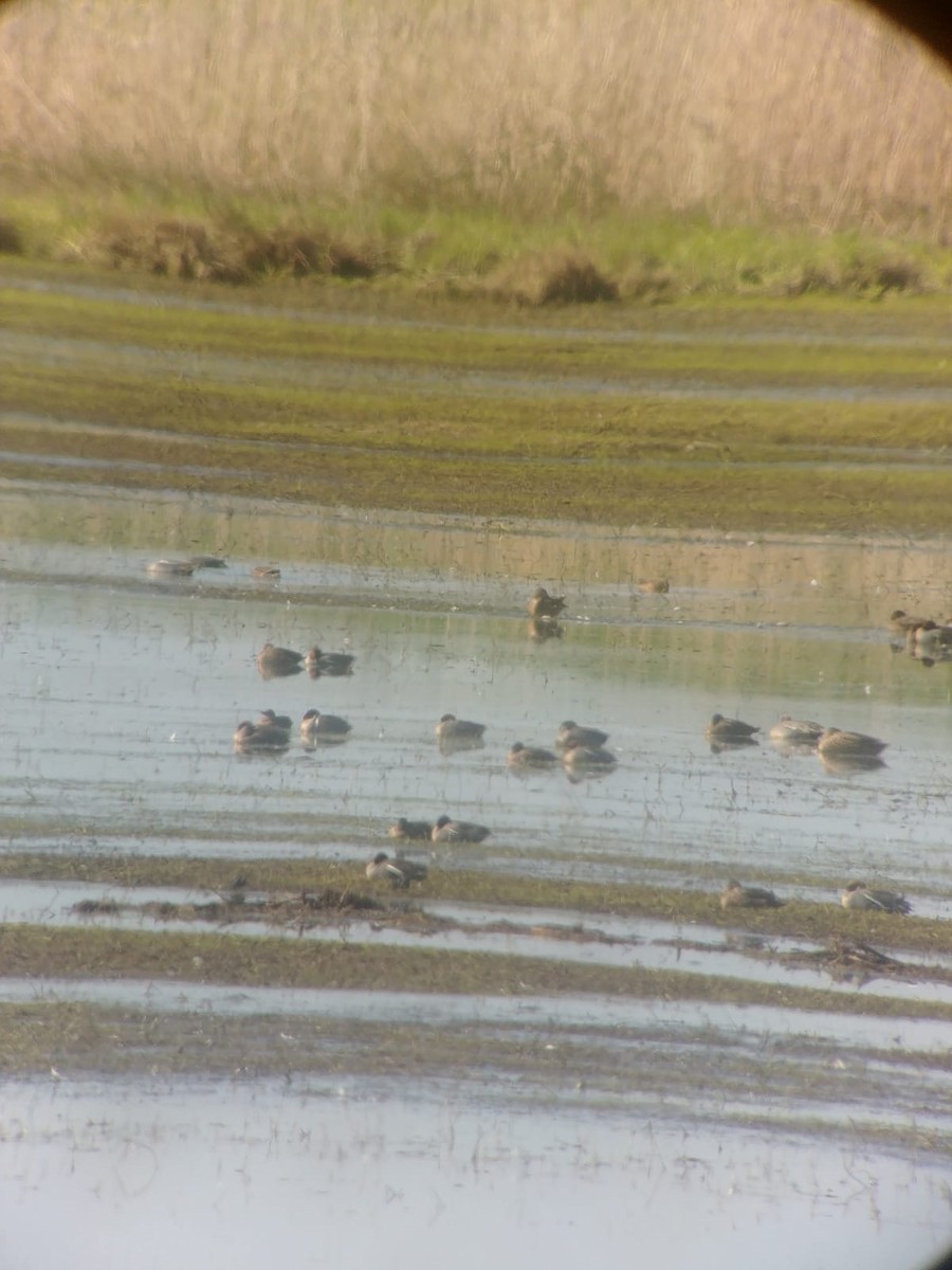 Green-winged Teal (American) - ML564835861