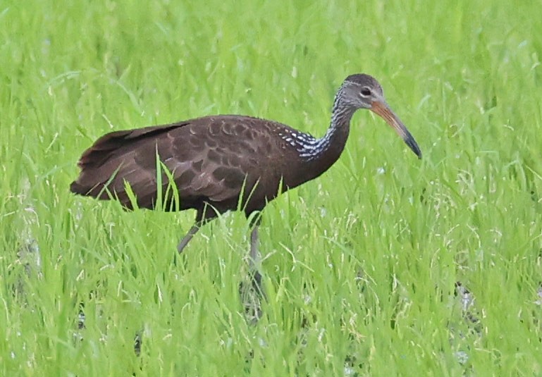 Limpkin - John Cassady