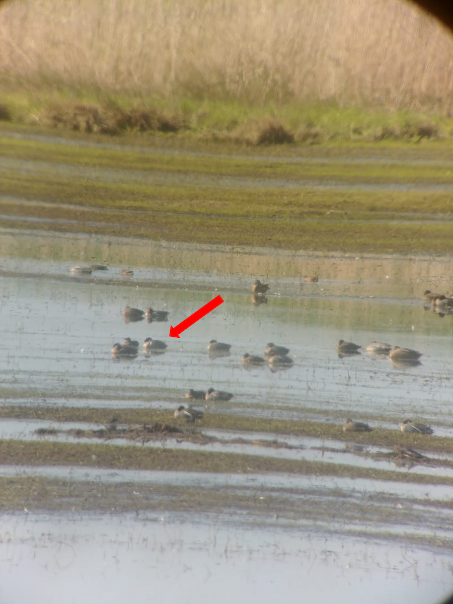 Green-winged Teal (American) - ML564836701