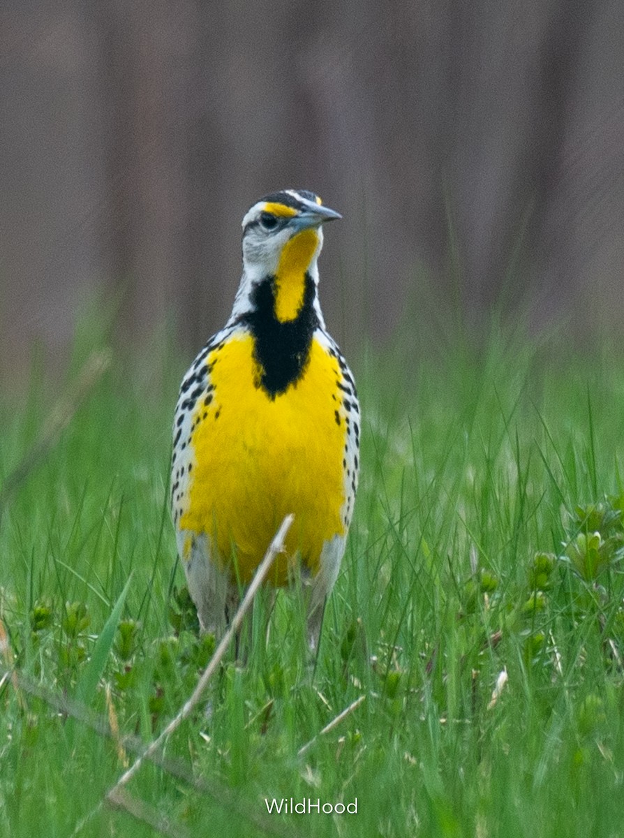 Eastern Meadowlark - ML564837371