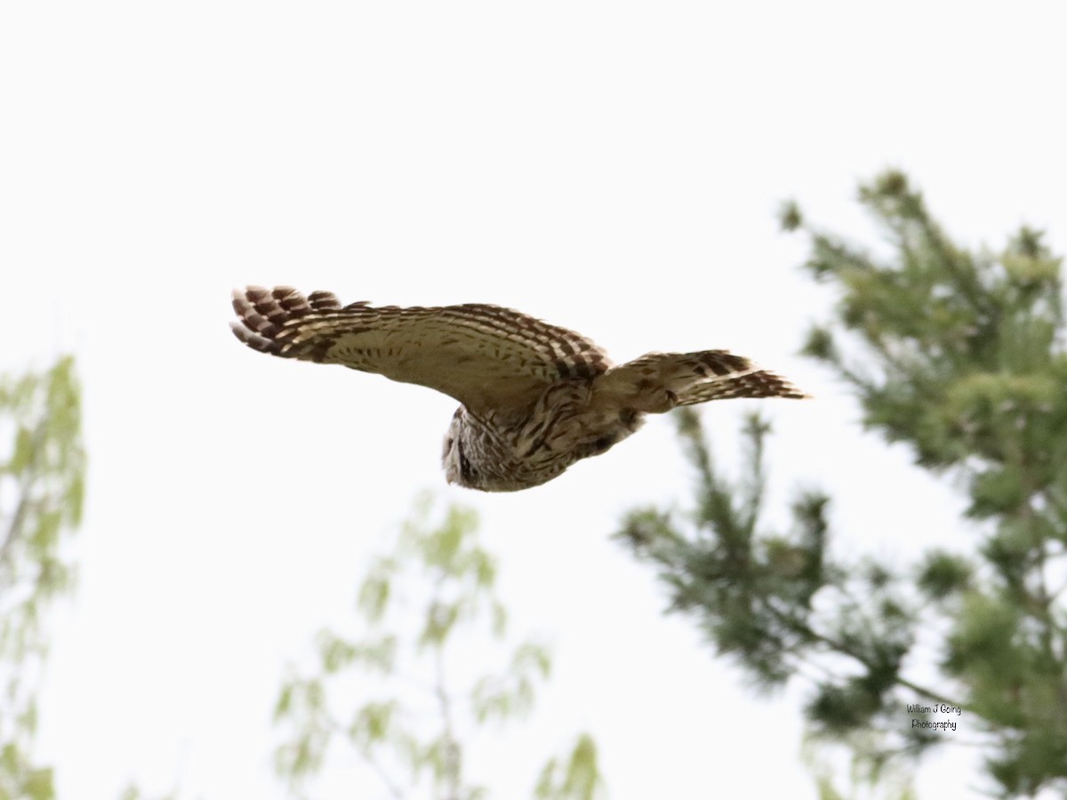 Barred Owl - ML564837461