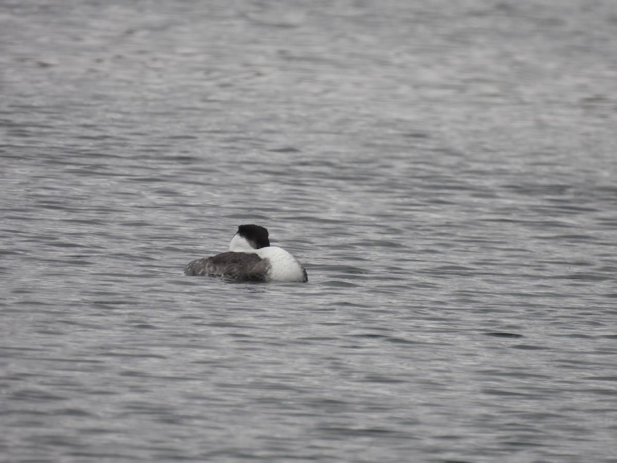 Western Grebe - ML564837891