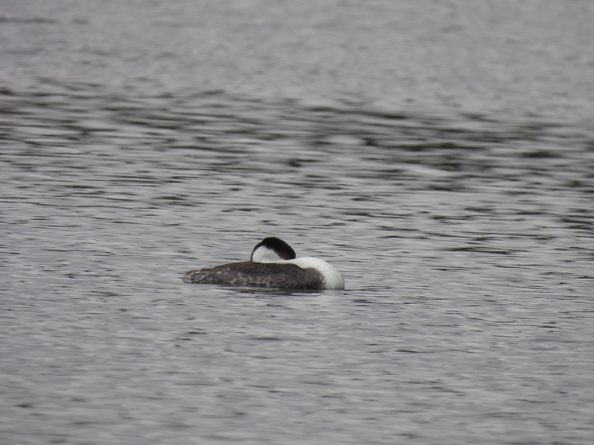 Western Grebe - ML564837901