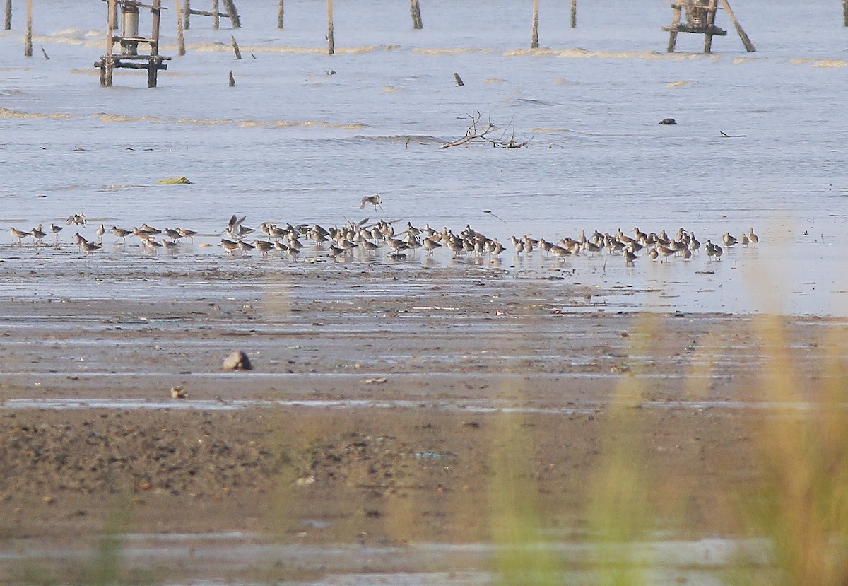 Common Redshank - ML564837981