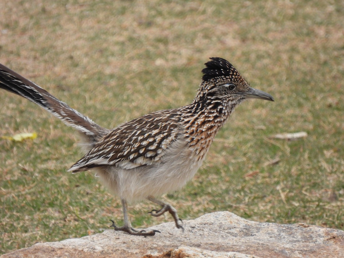 Greater Roadrunner - ML564838161