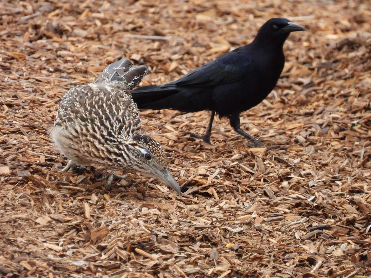Greater Roadrunner - ML564838171
