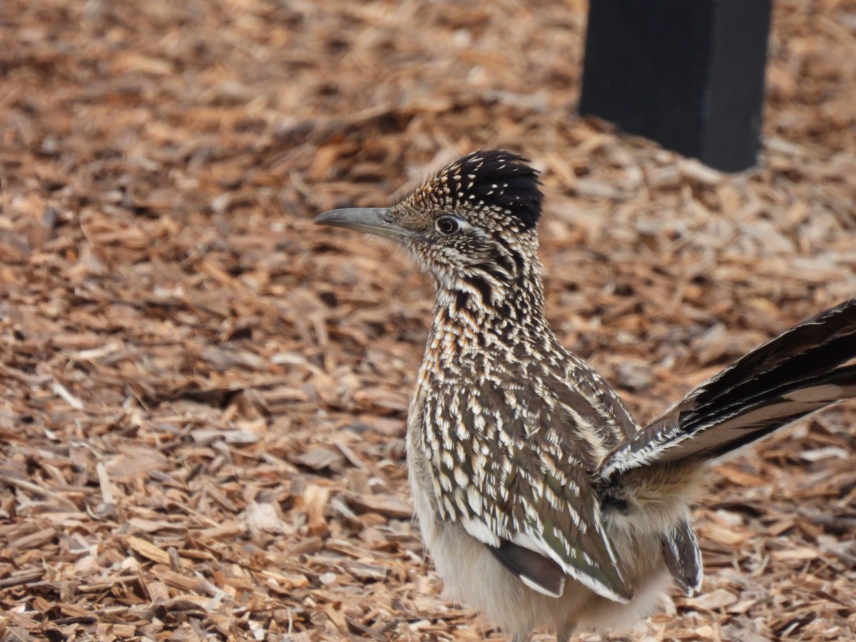 Greater Roadrunner - ML564838181