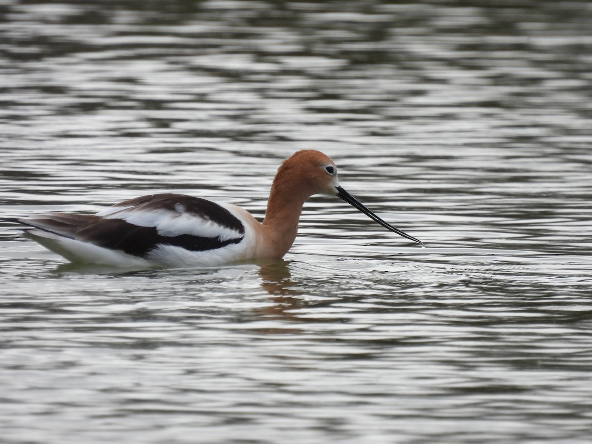 American Avocet - ML564838271