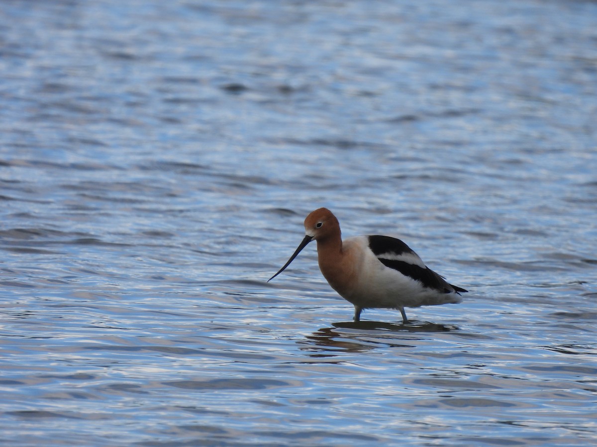 American Avocet - ML564838281