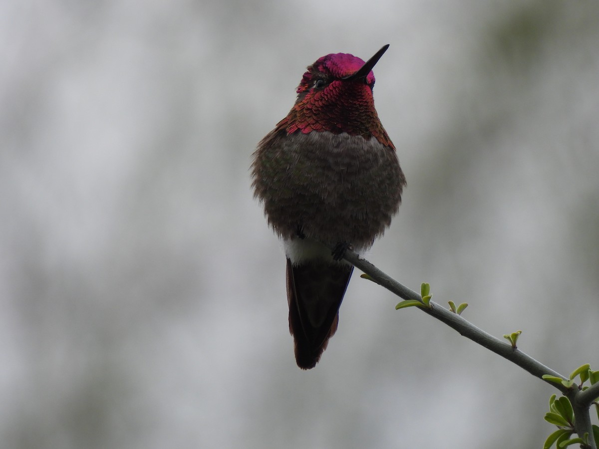 Anna's Hummingbird - ML564838431