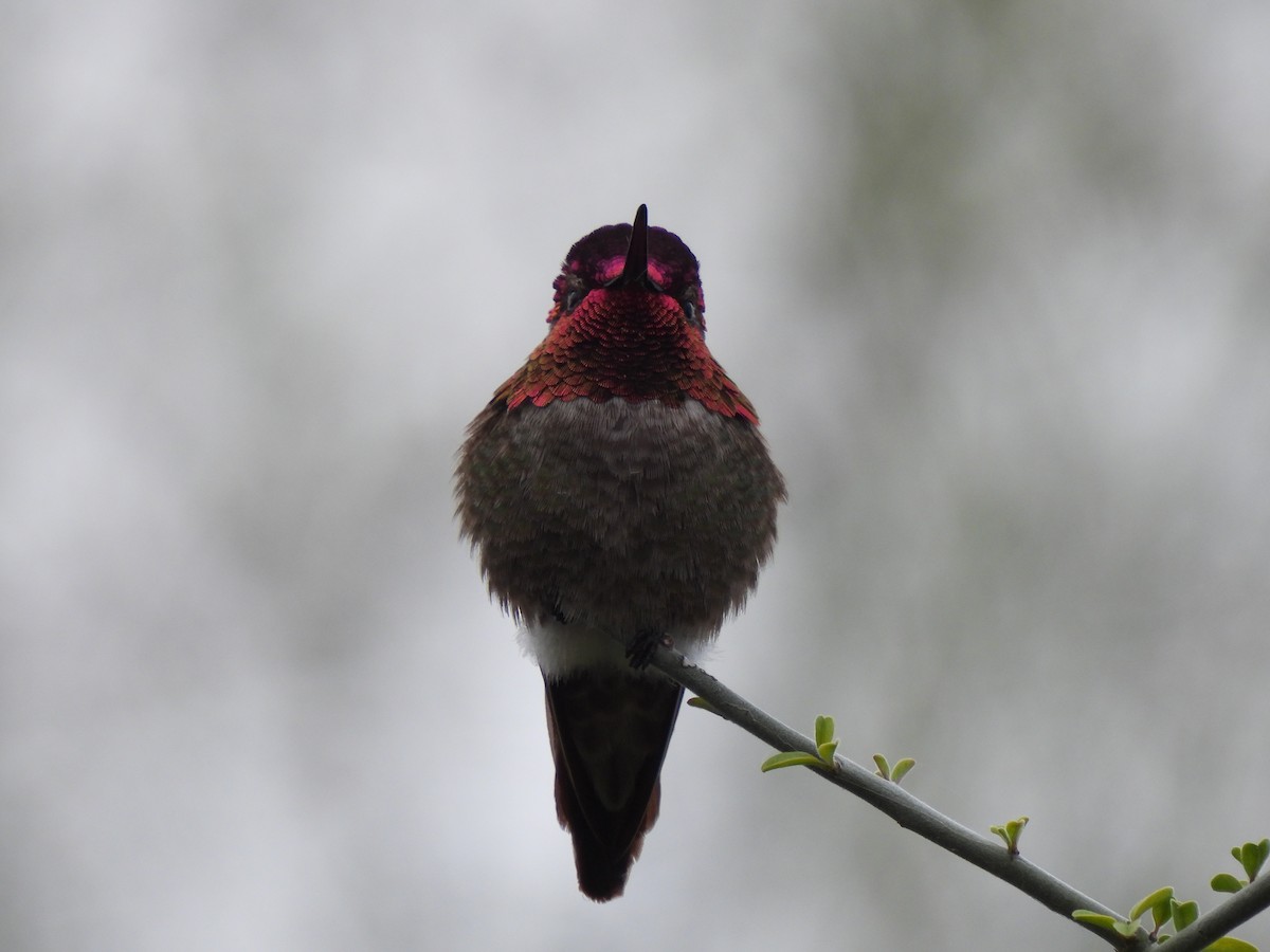Anna's Hummingbird - ML564838441