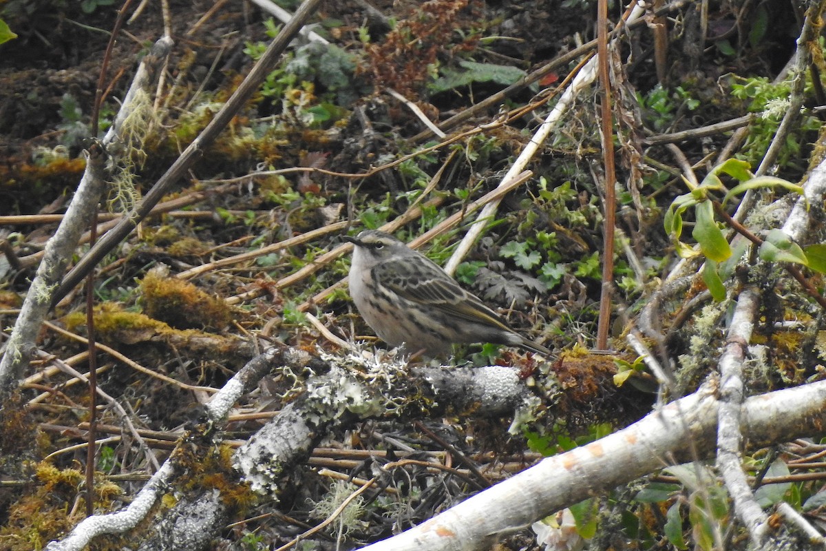 Rosy Pipit - ML564838541