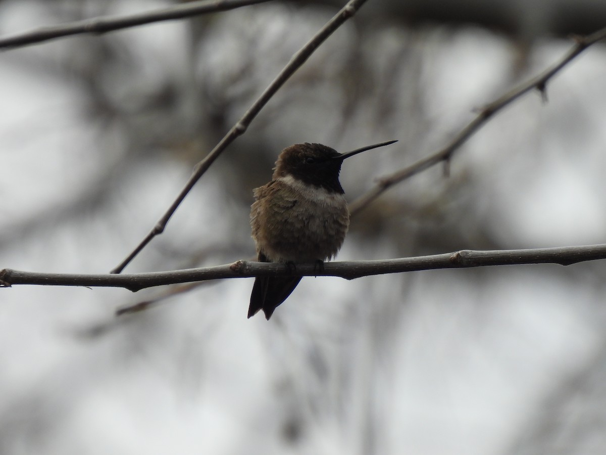 Black-chinned Hummingbird - ML564838551