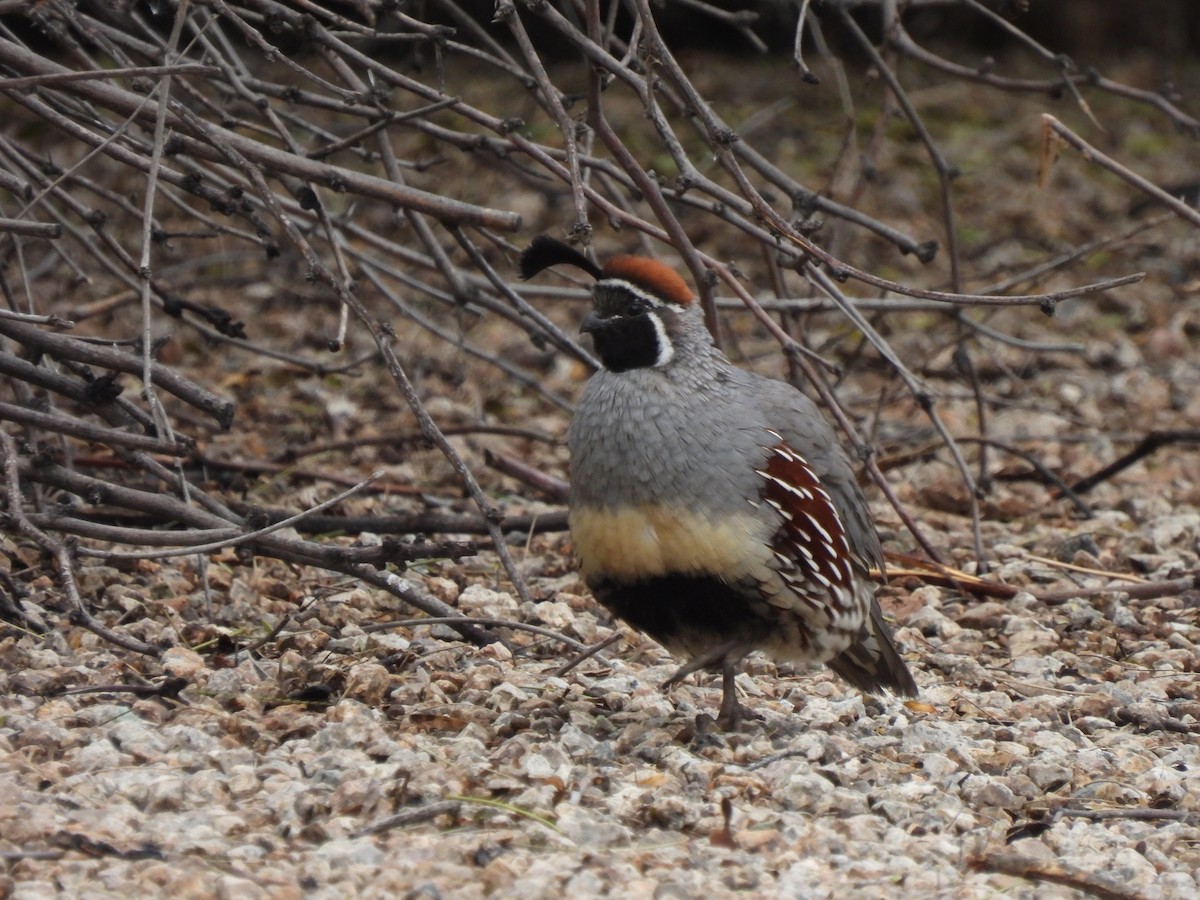 Gambel's Quail - ML564838691
