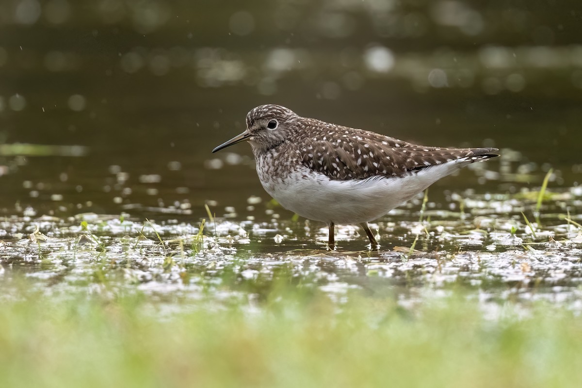 Solitary Sandpiper - ML564838701