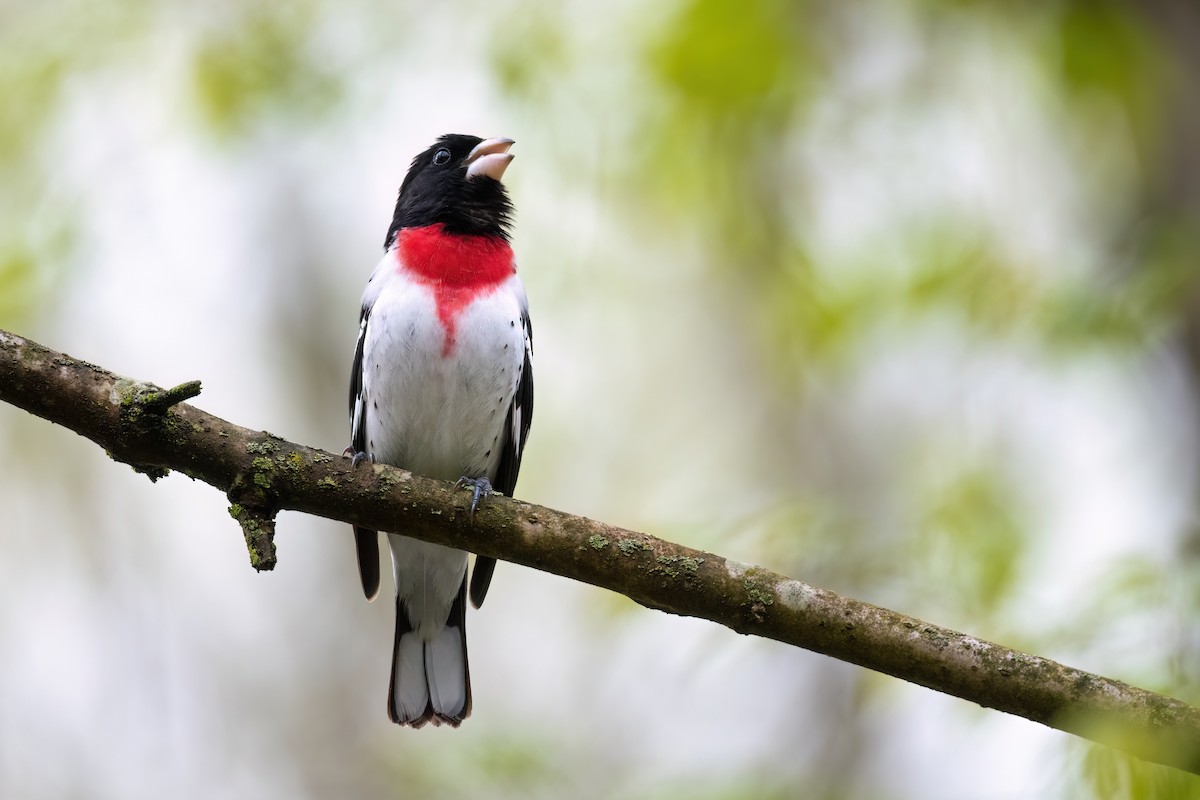 Rose-breasted Grosbeak - ML564838891