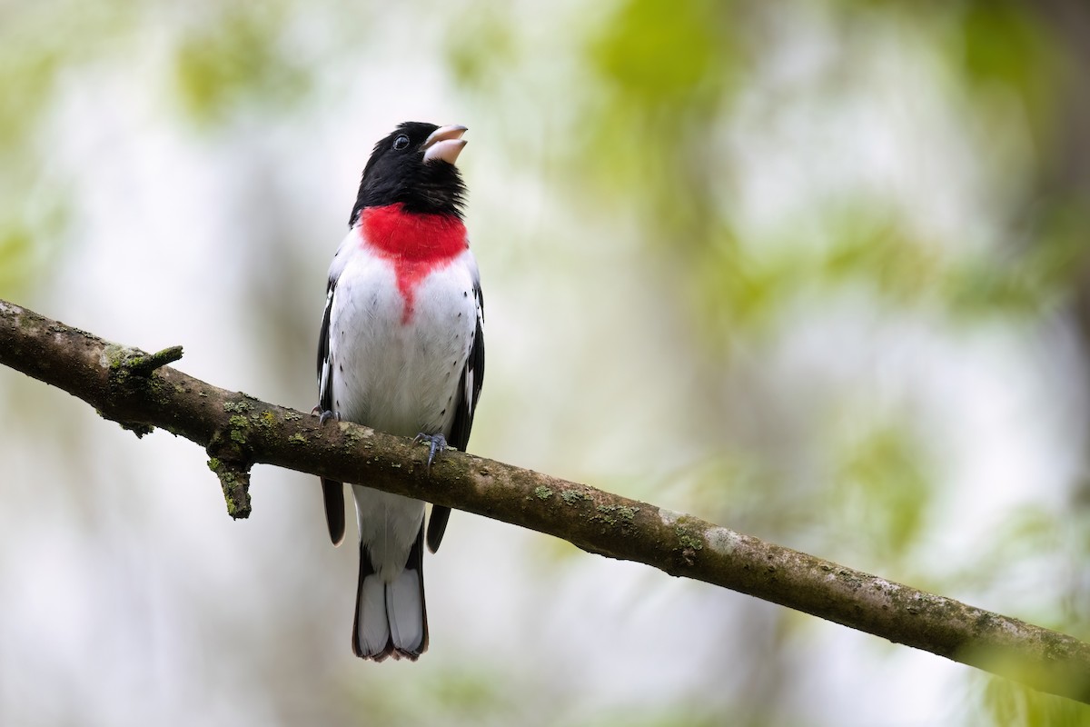 Rose-breasted Grosbeak - ML564838891