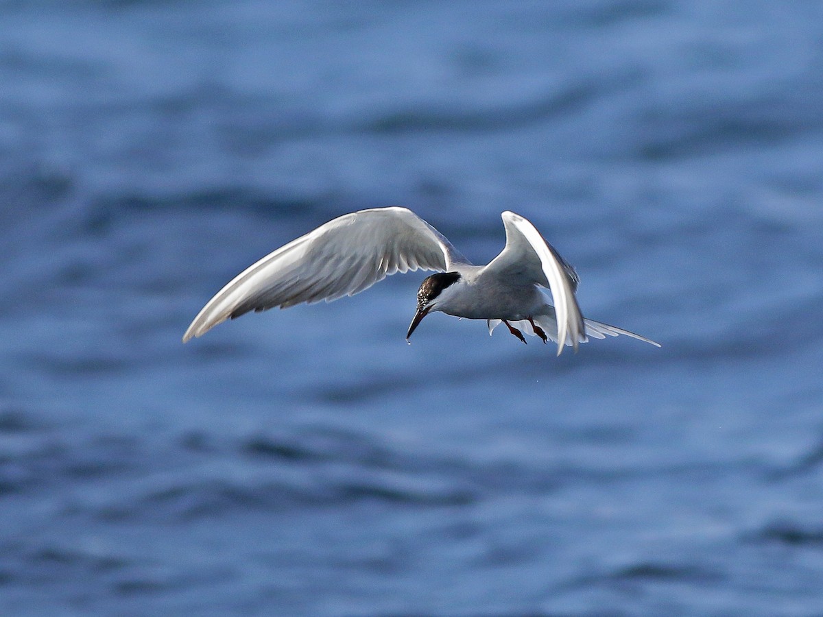 Common Tern - Neoh Hor Kee