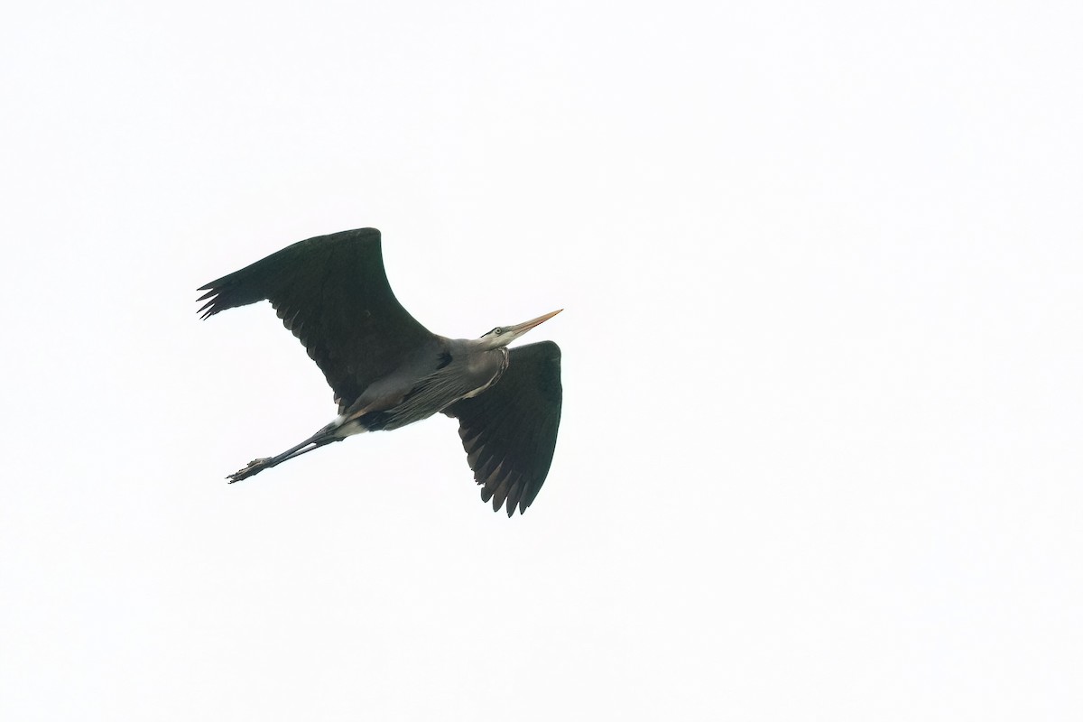 Great Blue Heron - ML564839301