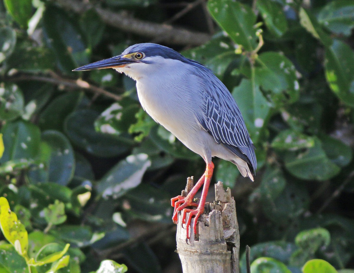 Striated Heron - ML564839721