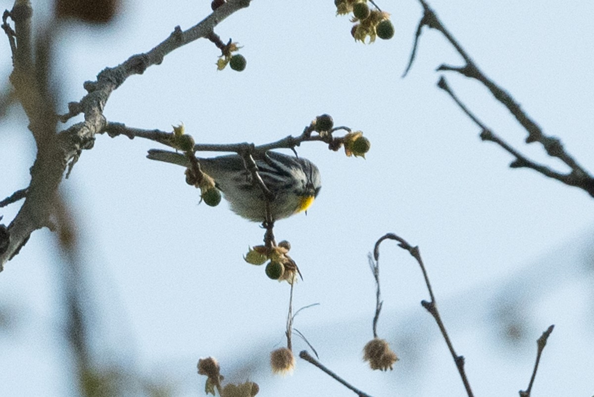 Yellow-throated Warbler - ML564840681