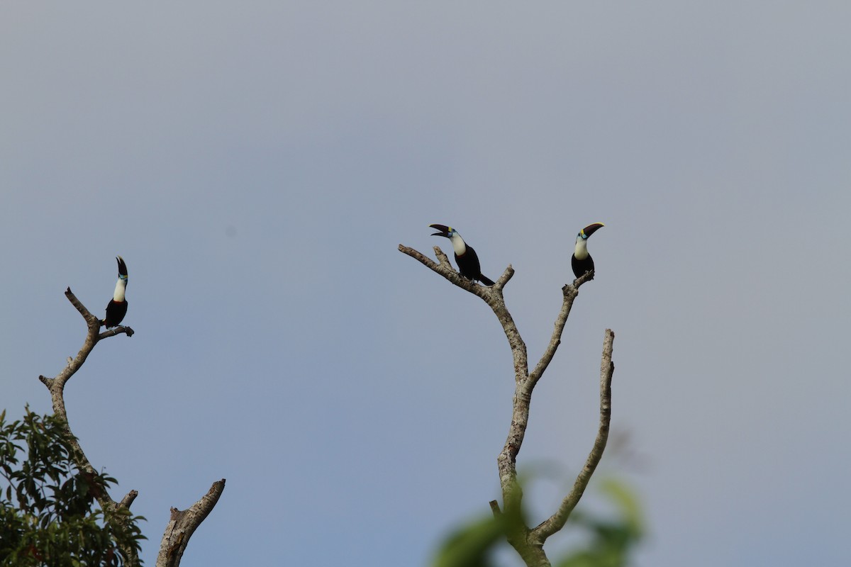 White-throated Toucan - Ian Thompson