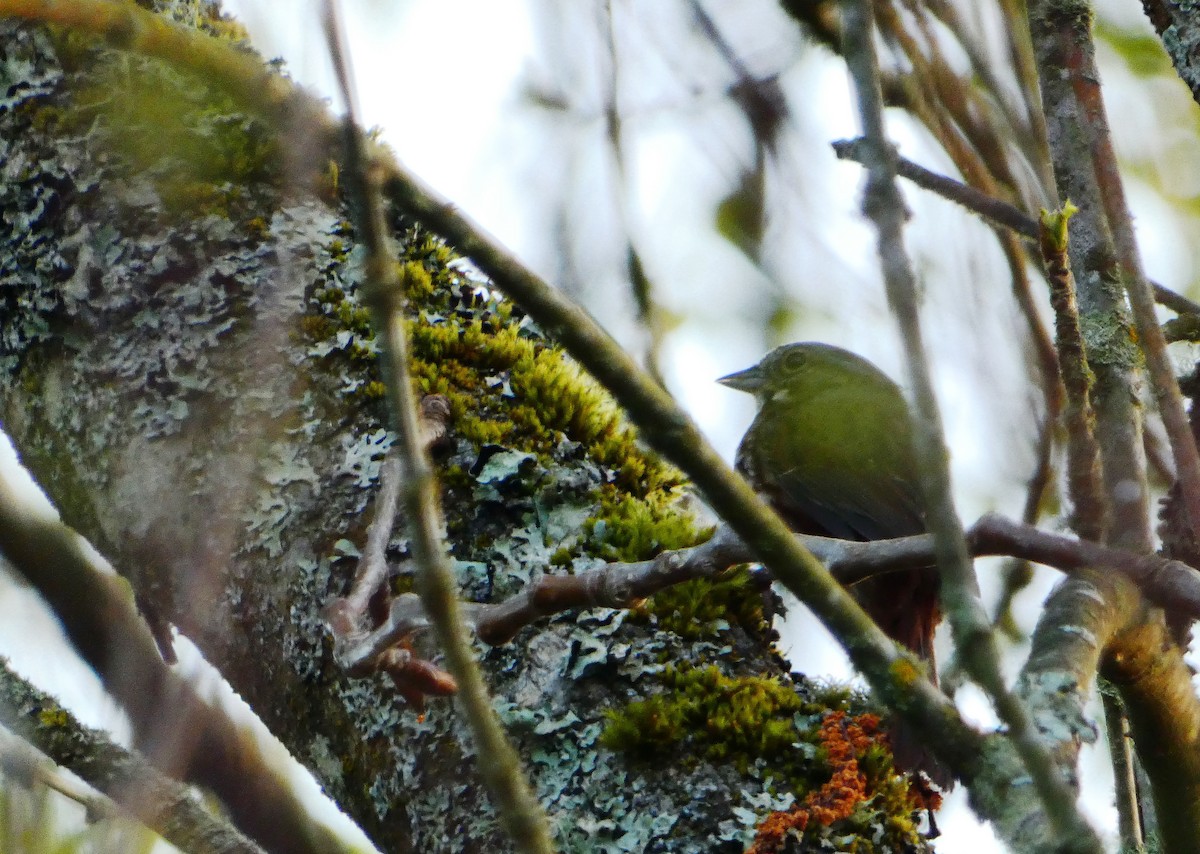 Orange-crowned Warbler - ML564841721