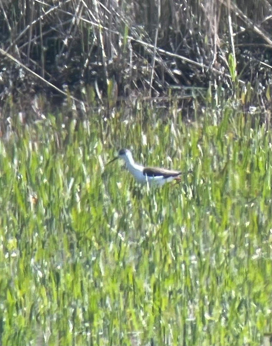 Эгэл хилэн жигүүр - ML564841781